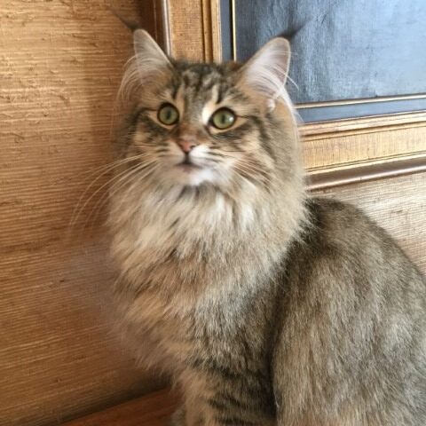 Chats des forêts norvégiennes