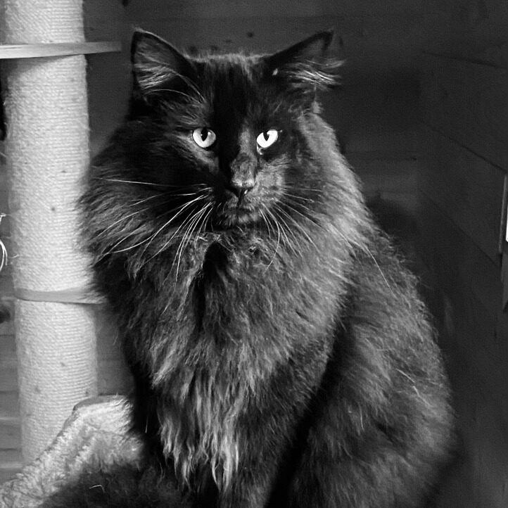 Chat norvégien noir