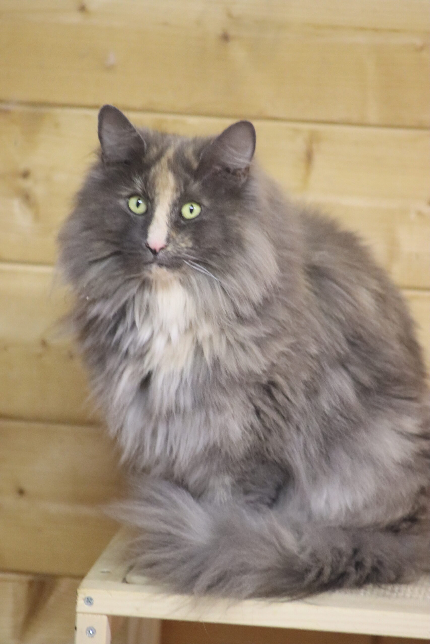 Chats des forêts norvégiennes